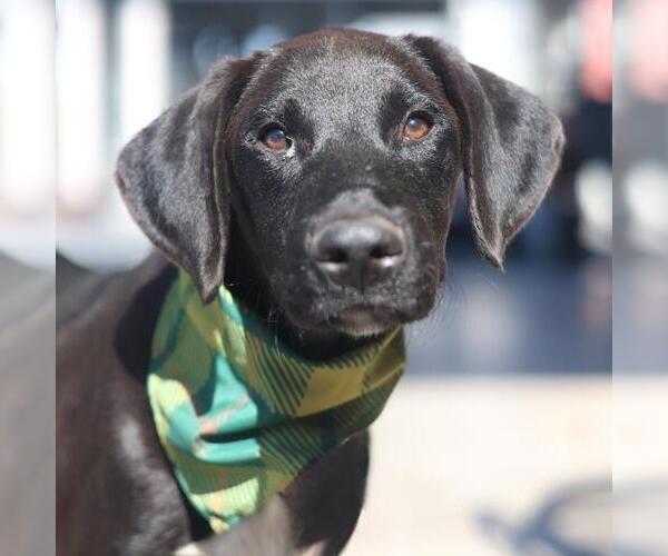 Medium Photo #1 Great Dane-Unknown Mix Puppy For Sale in San Antonio, TX, USA