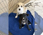 Small #2 Labrador Retriever Mix
