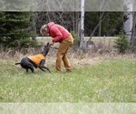 Small Photo #5 Weimaraner Puppy For Sale in LIBBY, MT, USA