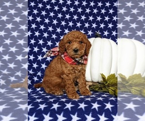 Miniature Labradoodle Puppy for sale in NOTTINGHAM, PA, USA