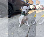 Small #1 American Pit Bull Terrier Mix