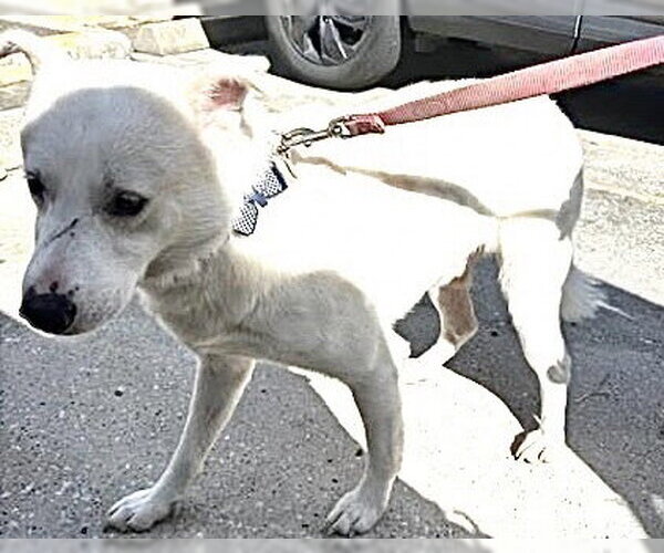 Medium Photo #2 Labsky Puppy For Sale in Houston, TX, USA