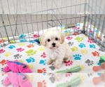 Small #2 Maltese-Poodle (Toy) Mix