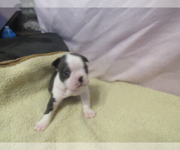 Medium Photo #3 Boston Terrier Puppy For Sale in BLACK HORSE, OH, USA