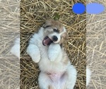 Small Photo #15 Australian Shepherd-Great Pyrenees Mix Puppy For Sale in LUCAMA, NC, USA