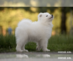 Samoyed Puppy for sale in Belgrade, Central Serbia, Serbia