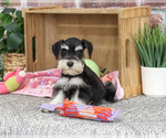 Small #4 Schnauzer (Miniature)