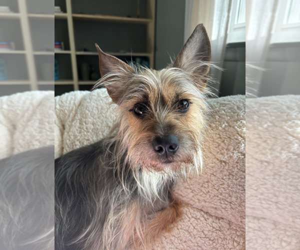 Medium Photo #4 Mutt Puppy For Sale in Rockville, MD, USA