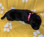 Small Photo #6 Labrador Retriever Puppy For Sale in OLIVE HILL, KY, USA