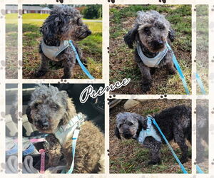 Poodle (Toy) Dogs for adoption in Blacksburg, SC, USA