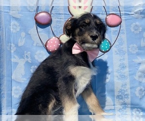 Poodle (Standard)-Siberian Husky Mix Puppy for sale in LANCASTER, PA, USA