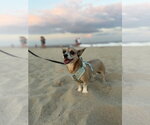 Small #5 Chiweenie