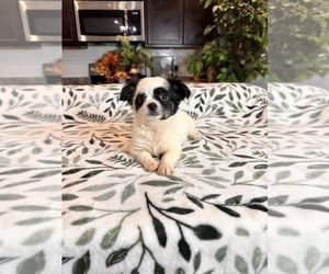 Chihuahua Puppy for sale in GREENWOOD, IN, USA