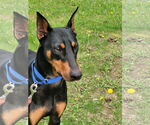 Small #8 Doberman Pinscher