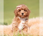 Small Photo #83 Poodle (Miniature) Puppy For Sale in WARSAW, IN, USA