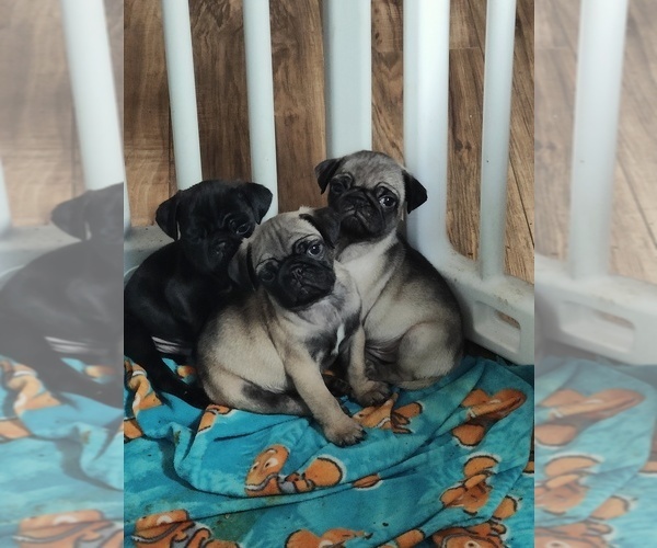 View Ad Pug Litter of Puppies for Sale near Oregon, BURNS, USA. ADN466967