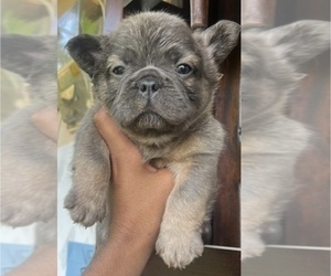 French Bulldog Puppy for sale in TAMPA, FL, USA