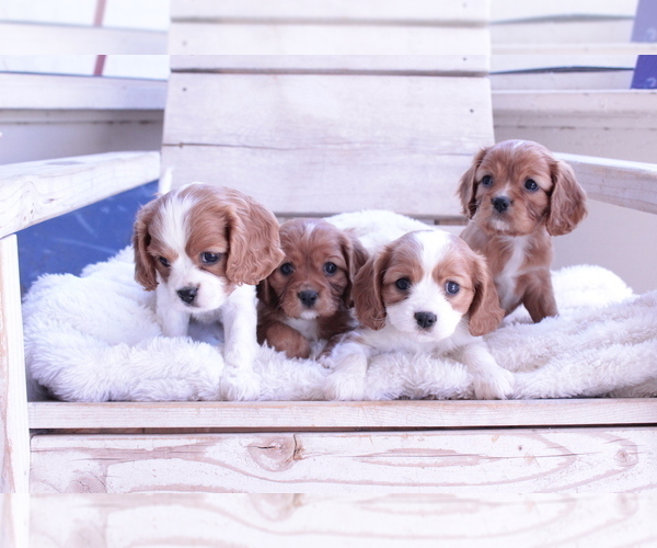 Medium Photo #11 Cavalier King Charles Spaniel Puppy For Sale in ALBUQUERQUE, NM, USA