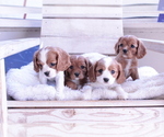 Small Photo #11 Cavalier King Charles Spaniel Puppy For Sale in ALBUQUERQUE, NM, USA
