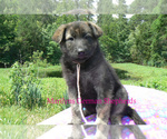 Small #2 German Shepherd Dog
