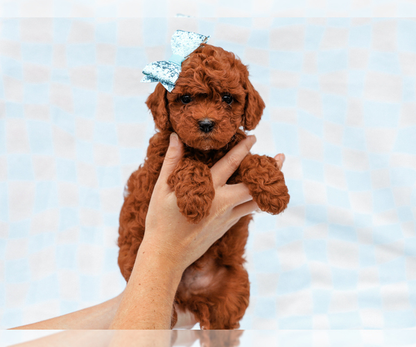 Medium Photo #3 Cavapoo-Poodle (Toy) Mix Puppy For Sale in LIBERTY, KY, USA