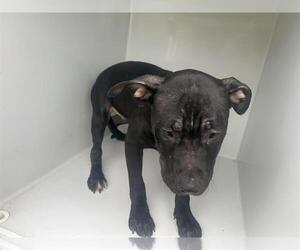 American Pit Bull Terrier Dogs for adoption in Houston, TX, USA