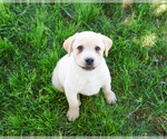 Small #5 Labrador Retriever