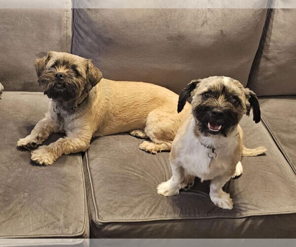 Medium Photo #4 Shiranian Puppy For Sale in Oakhurst, NJ, USA