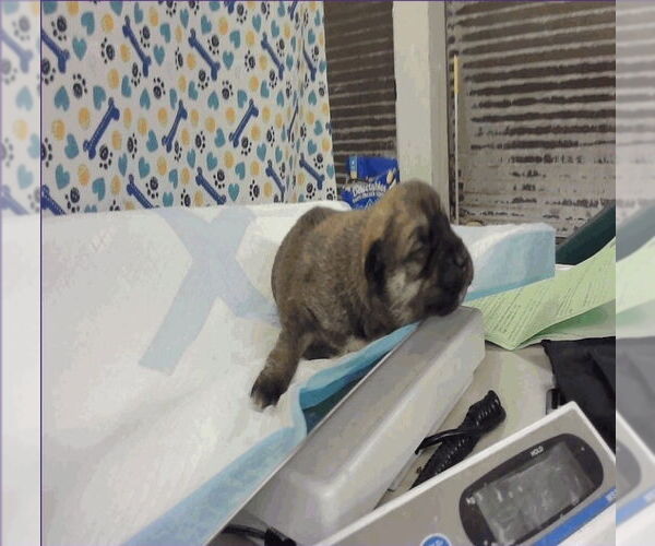 Medium Photo #4 German Shepherd Dog-Unknown Mix Puppy For Sale in Lakewood, CO, USA