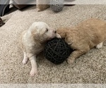 Small #10 Goldendoodle