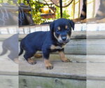 Small #1 Shepweiller