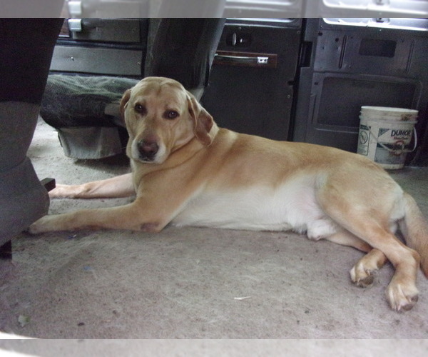 Medium Photo #4 Labrador Retriever Puppy For Sale in MIDLAND, MI, USA