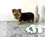 Small #4 Yorkshire Terrier