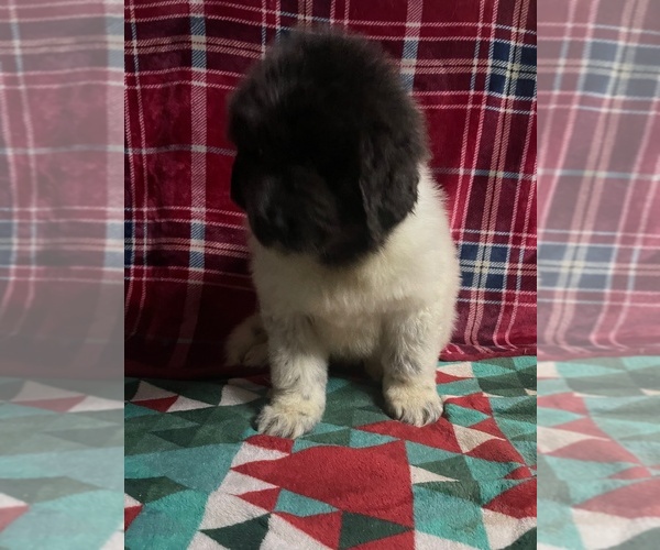 Medium Photo #3 Newfoundland Puppy For Sale in AURORA, IN, USA
