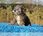 Small #10 ShihPoo