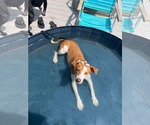 Small #3 Labrador Retriever Mix