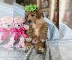 Small Photo #7 Maltipoo Puppy For Sale in FEASTERVILLE TREVOSE, PA, USA