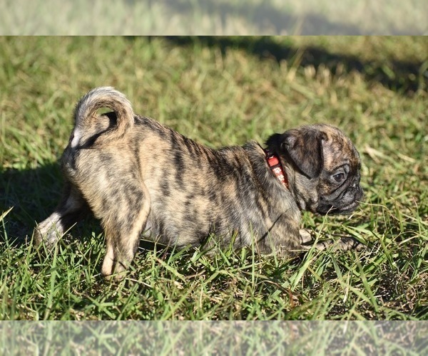 Medium Photo #2 Pug Puppy For Sale in PALM COAST, FL, USA