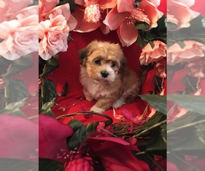 Havanese Puppy for sale in LIVONIA, MI, USA