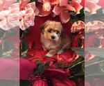 Small Havanese