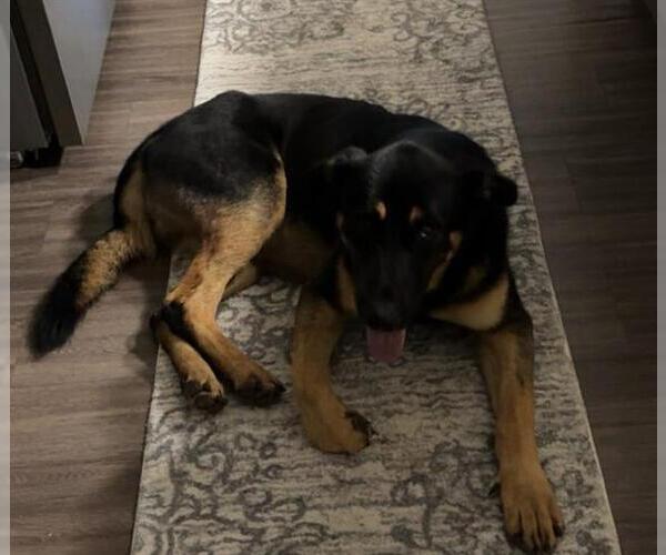 Medium Photo #2 German Shepherd Dog Puppy For Sale in San Antonio, TX, USA