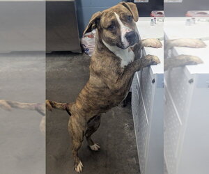 Marble - Female Labrador Retriever-Unknown Mix Dog for Adoption - Photo #6