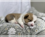 Small #4 Pembroke Welsh Corgi
