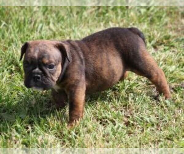 Medium Photo #5 Bulldog Puppy For Sale in MARSHFIELD, MO, USA