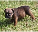 Small #4 Bulldog