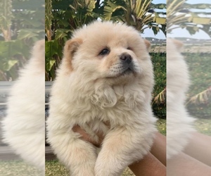 Chow Chow Puppy for sale in SANTA CLARA, CA, USA