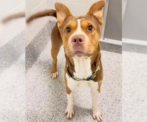 A661277 - Male Chinese Shar-Pei Dog for Adoption - Photo #2