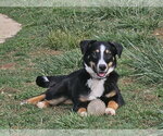 Small #2 Australian Shepherd Mix