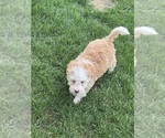 Small #1 Miniature Bernedoodle