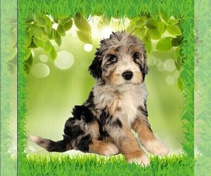 Medium Bernedoodle (Miniature)